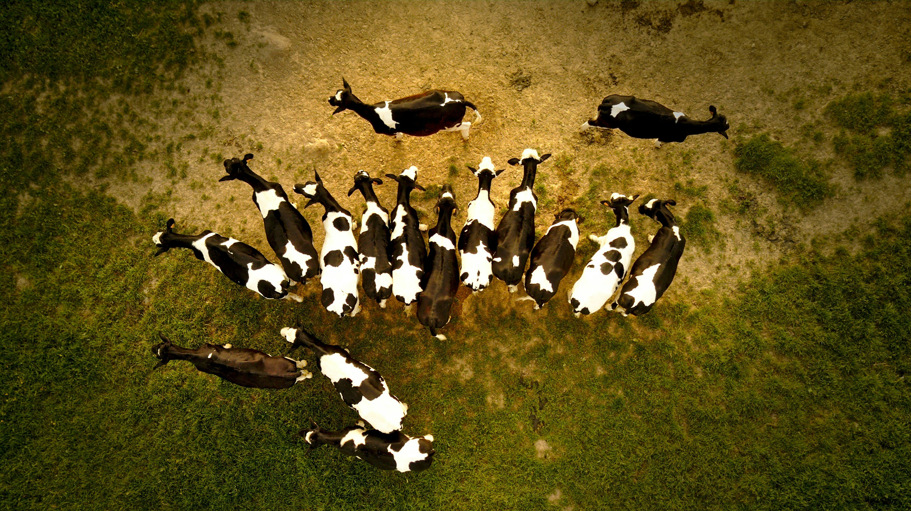 herd of goat on gray field